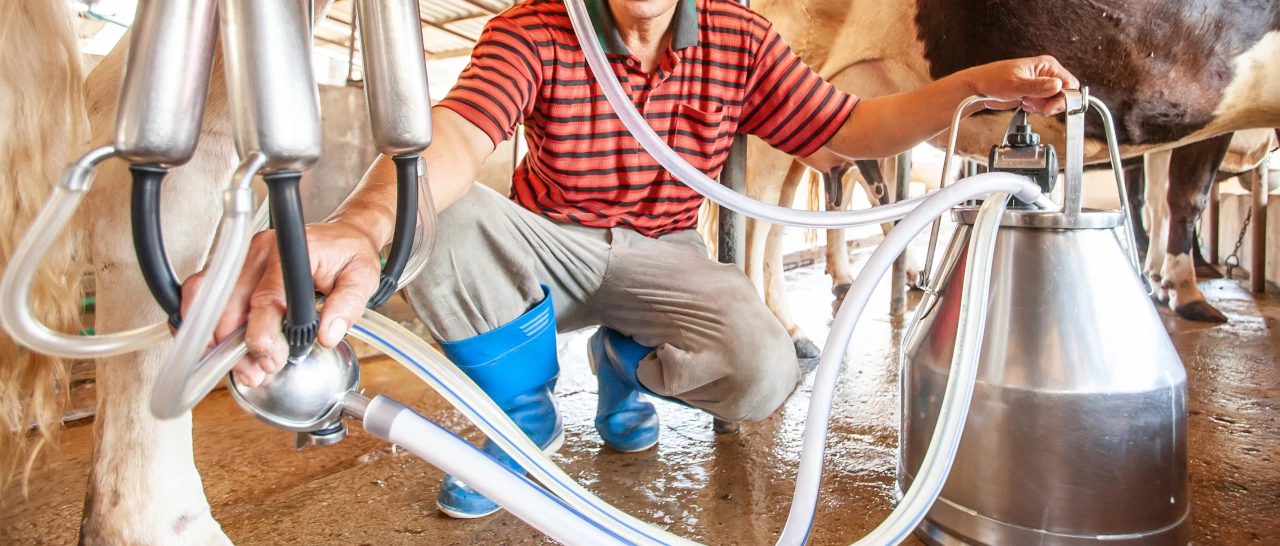 Как доить корову с помощью доильного аппарата