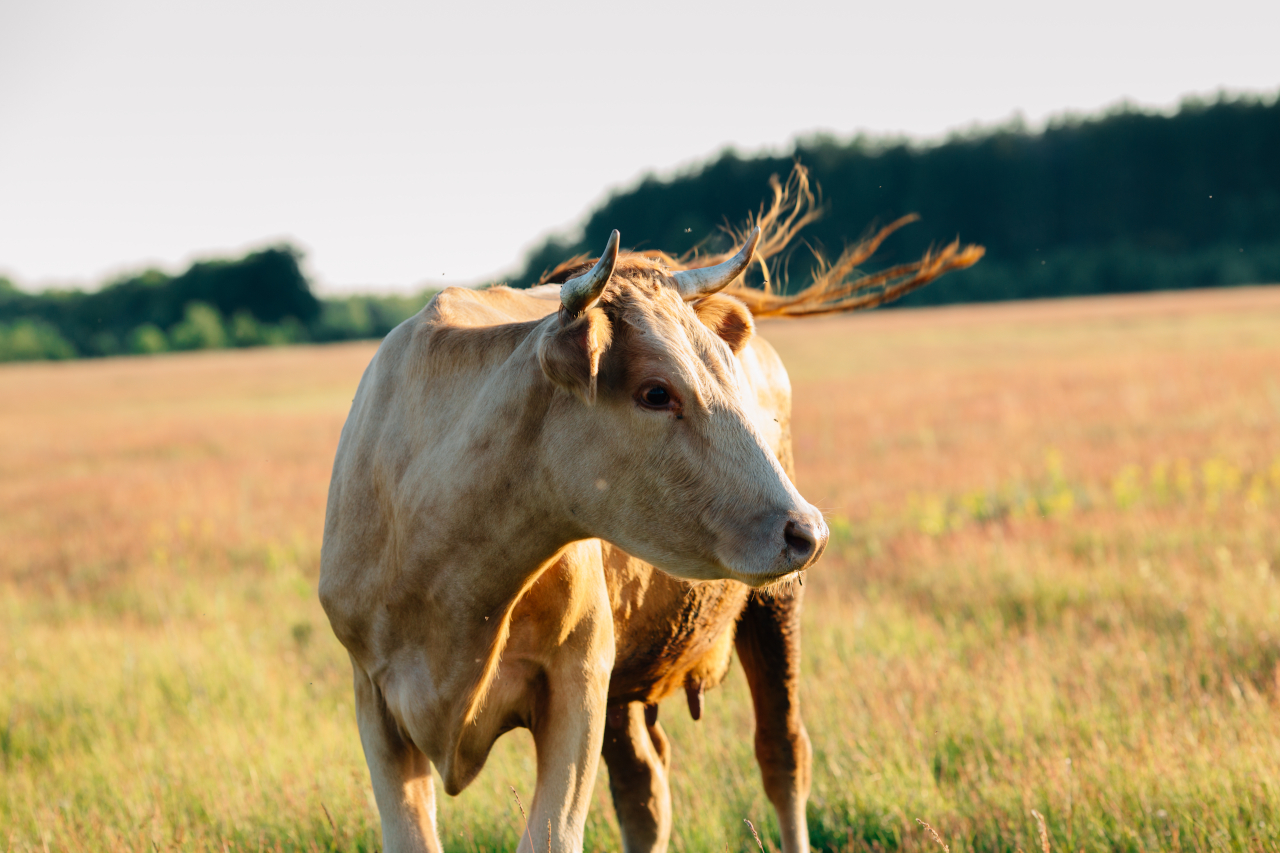 Виды, причины и симптомы мастита у коров