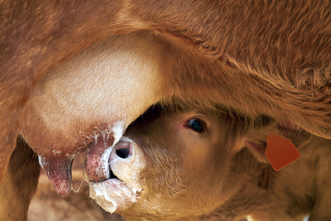 Как отучить телёнка сосать вымя коровы