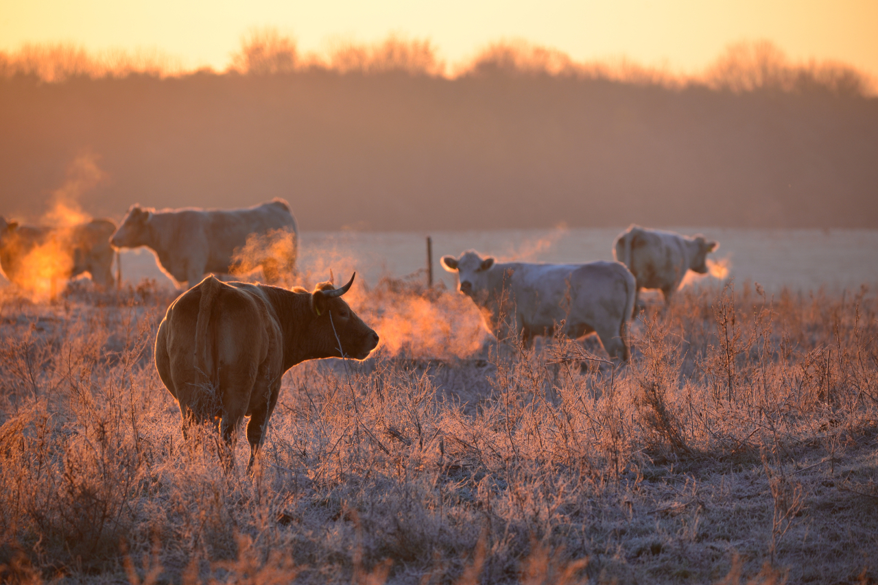 Рацион питания коровы в зимний период