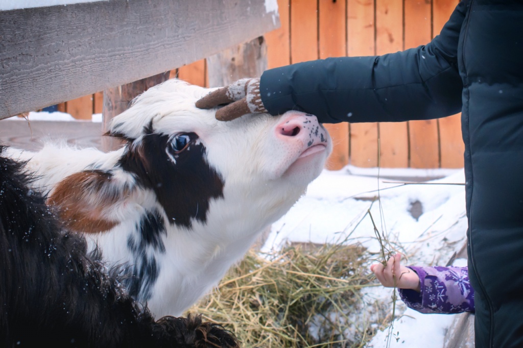рацион питания коров в зимний период