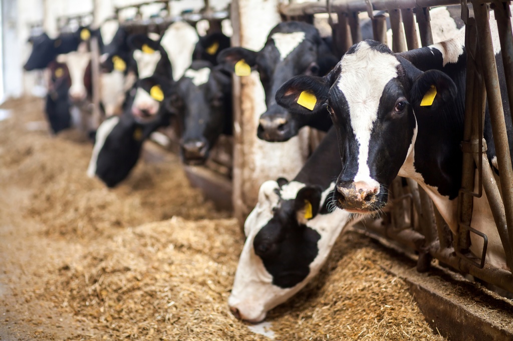 рацион кормления коров на молочной ферме